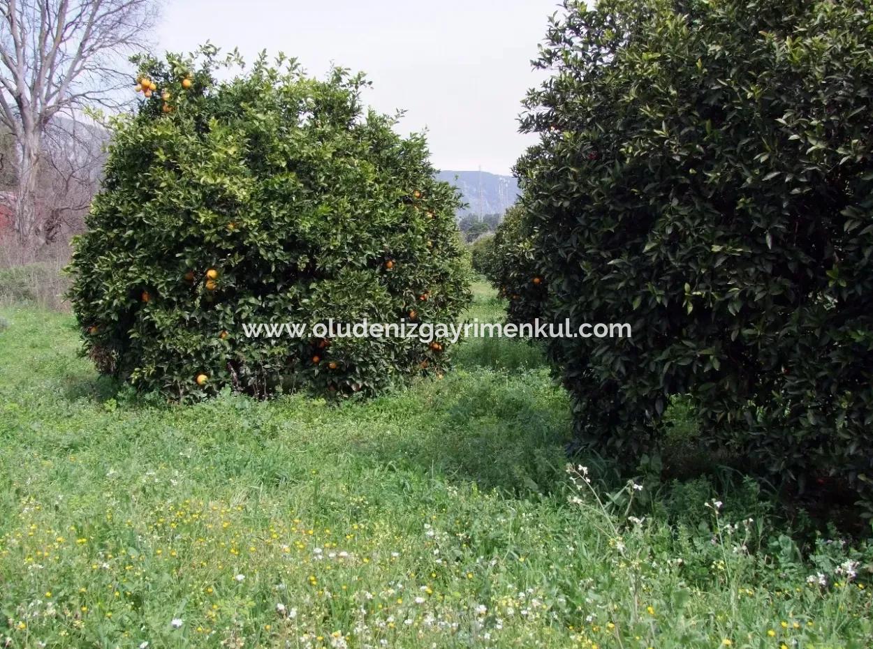 Bad Für Verkauf In Orange Grove 24,000M2 Zum Verkauf In Der Nähe Von Dem Meer Garten Zum Verkauf Schnäppchen