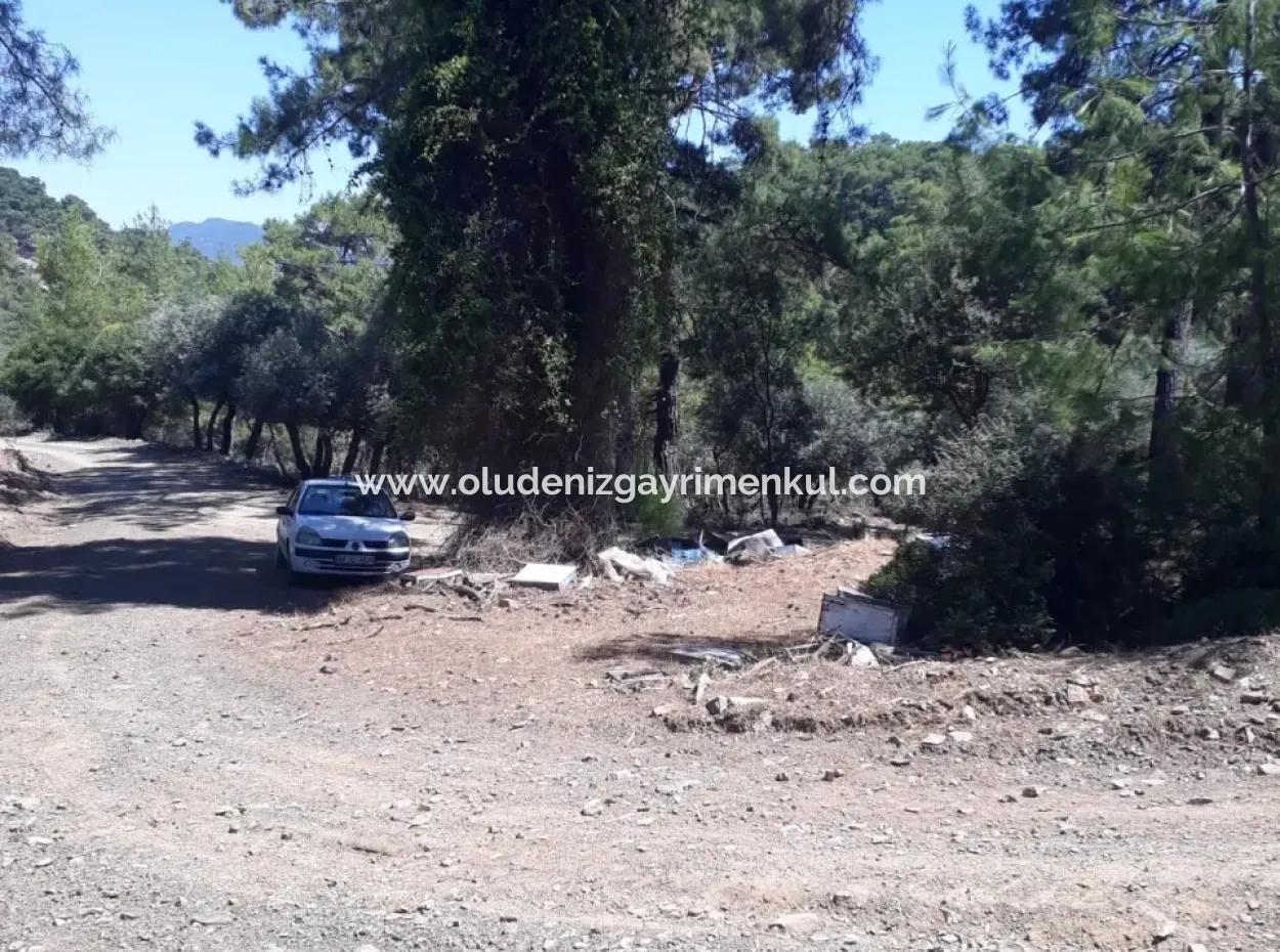 Dalyan Iztuzu In Der Dalyan Zum Verkauf Zum Verkauf In Der Candır 2367M2 2B