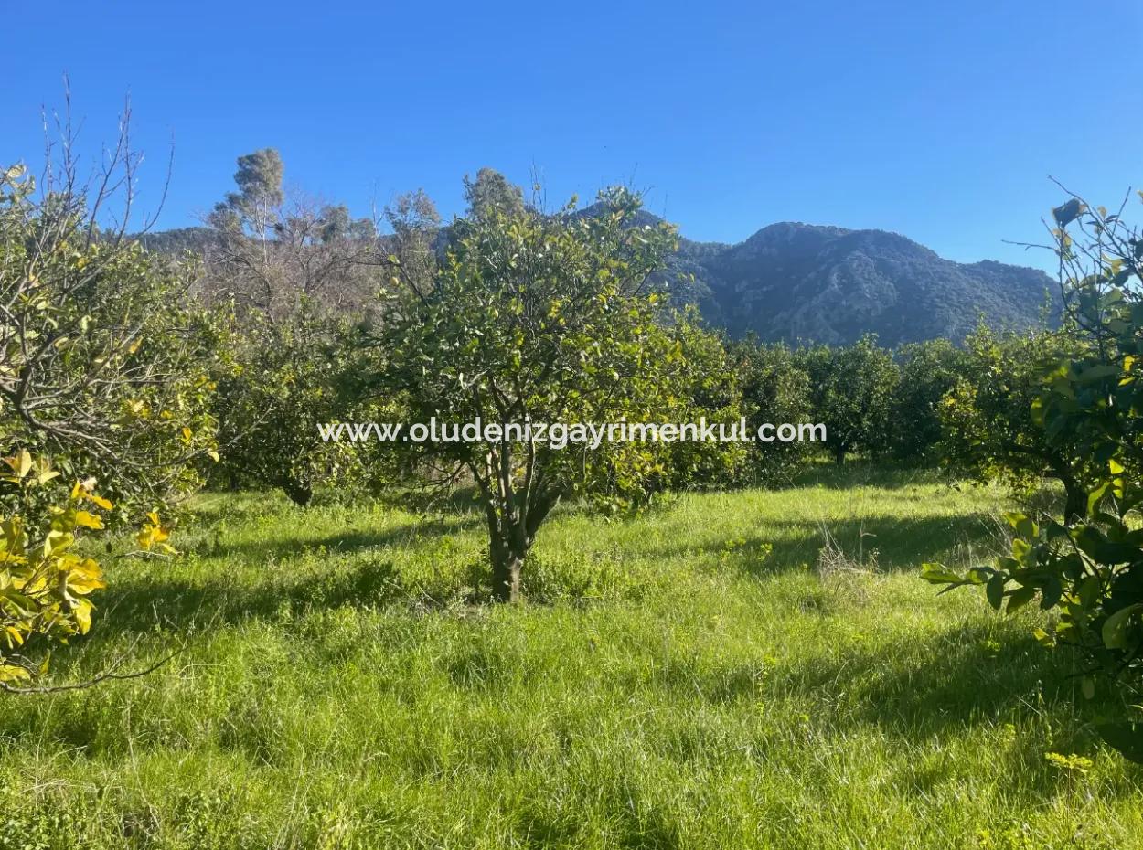 Dalyan Grundstück Zum Verkauf 5227M2 Grundstück Zum Verkauf