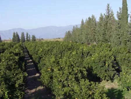 Garten Zum Verkauf In Oriya Tepearasi Zwischen Der Peak 65,000M2 Orange Garten Zum Verkauf