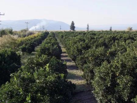 Garten Zum Verkauf In Oriya Tepearasi Zwischen Der Peak 65,000M2 Orange Garten Zum Verkauf