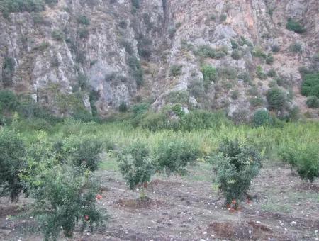 Grundstück Zum Verkauf Granatapfel Garten Zum Verkauf In Oriya Mergenli Mergenli