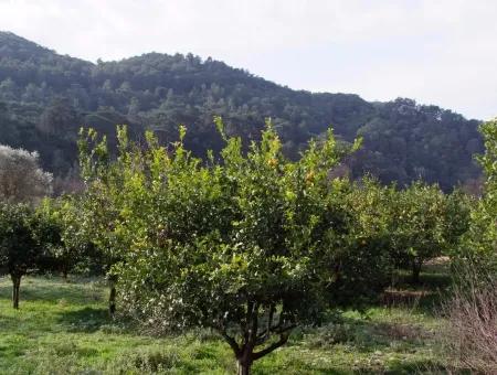 Zum Verkauf In Koycegiz, Dalyan Grundstück Zum Verkauf 10629M2