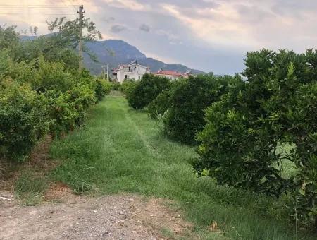 722M2 Grundstück Zum Verkauf In Dalyan Gülpınar Zum Verkauf