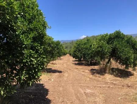 Garten Zum Verkauf In Gokce Akyaka, In Der Nähe Vom Meer, 38,000M2 Grundstück Zum Verkauf