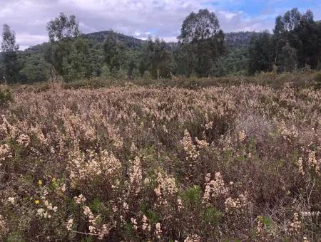 Land Zum Verkauf Null Zu 'Aml' Kanal 28768M2 Land Zum Verkauf Mit Meerblick In Camlida