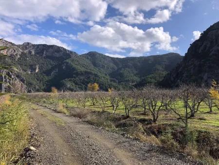 Grundstück Zu Verkaufen In Dalyan Istuzu Yollu Auf 24.000M2 Granatapfelgarten Zu Verkaufen