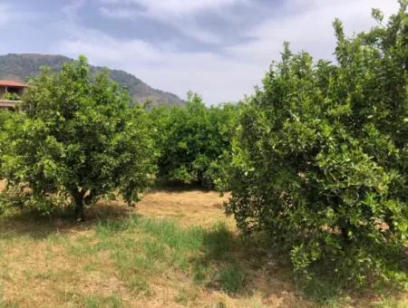 Grundstück Zu Verkaufen In Sourliyurtda 1085M2