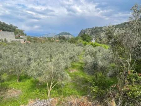 5000M2 Feld Zum Verkauf Am Anfang Der Straße In Çandır