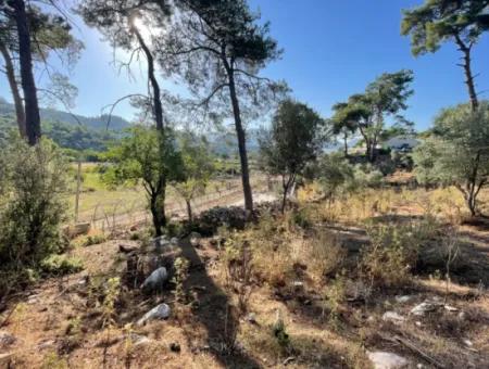 1.320M2 Feld Zum Verkauf Im Zentrum Von Çandır Am Wald