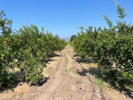 10.000 M2 Granatapfelgarten Zum Verkauf In Dalyan Arıkbaşı Und Gerendüzün