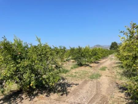 10.000 M2 Granatapfelgarten Zum Verkauf In Dalyan Arıkbaşı Und Gerendüzün