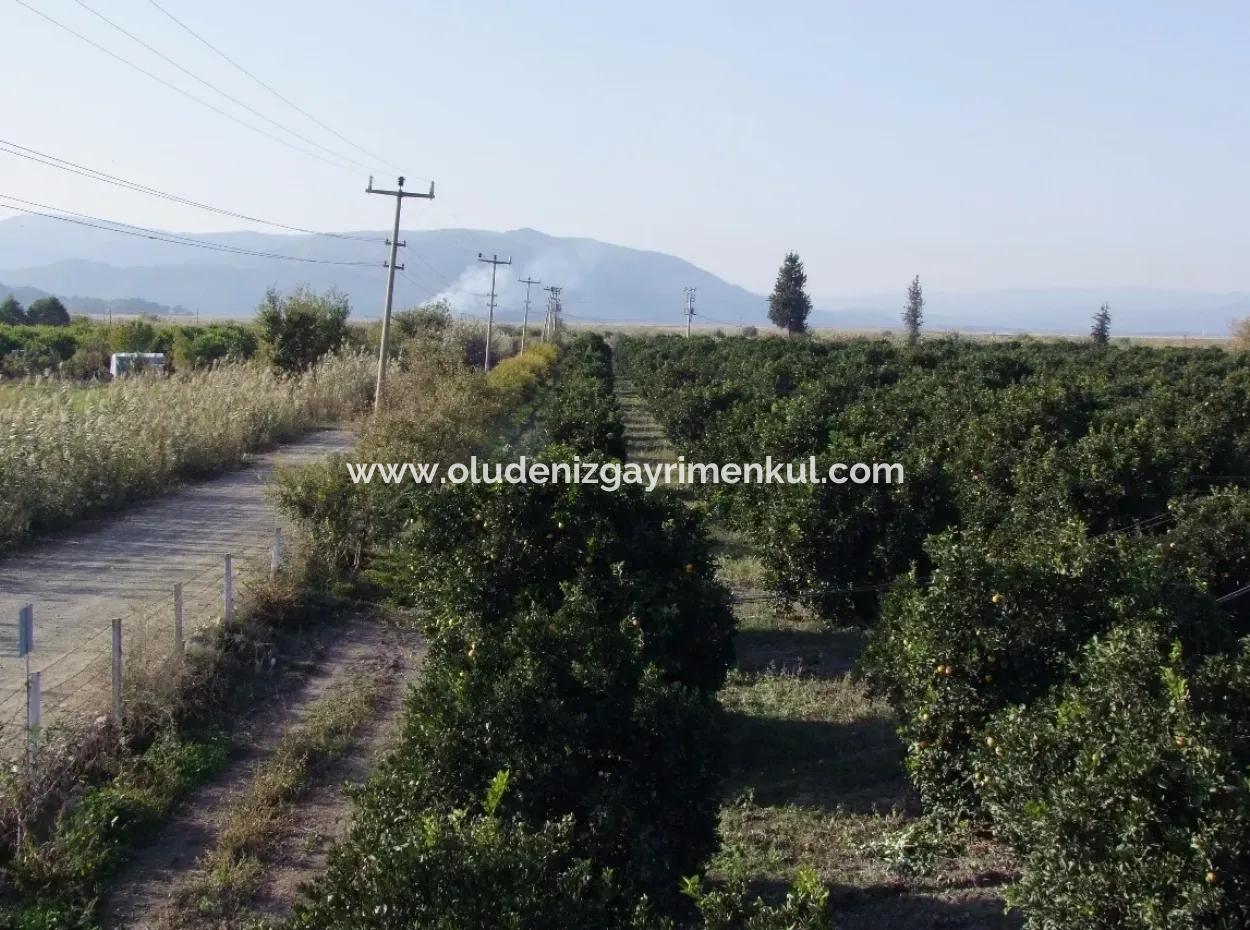 Garden For Sale In Oriya Tepearasi Between The Peak 65,000M2 Orange Garden For Sale