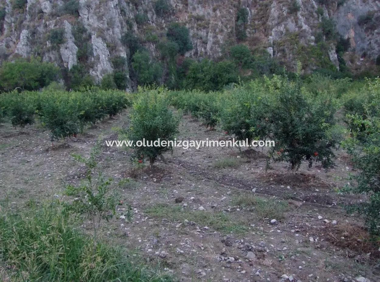 Plot For Sale In Pomegranate Garden For Sale In Oriya Mergenli Mergenli