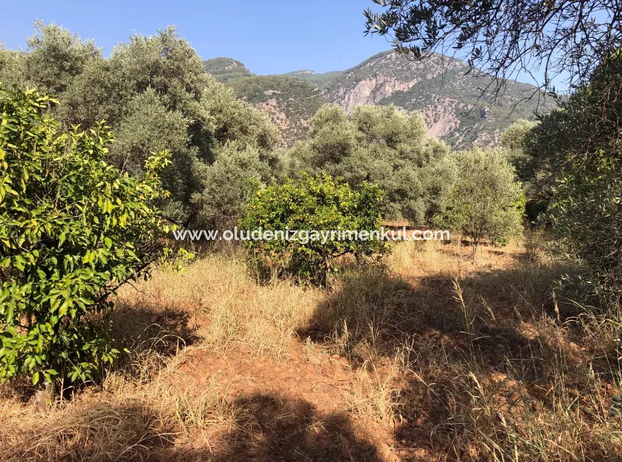 Land Field For Sale In Köyceğinz Yangi 9406M2 Land For Sale