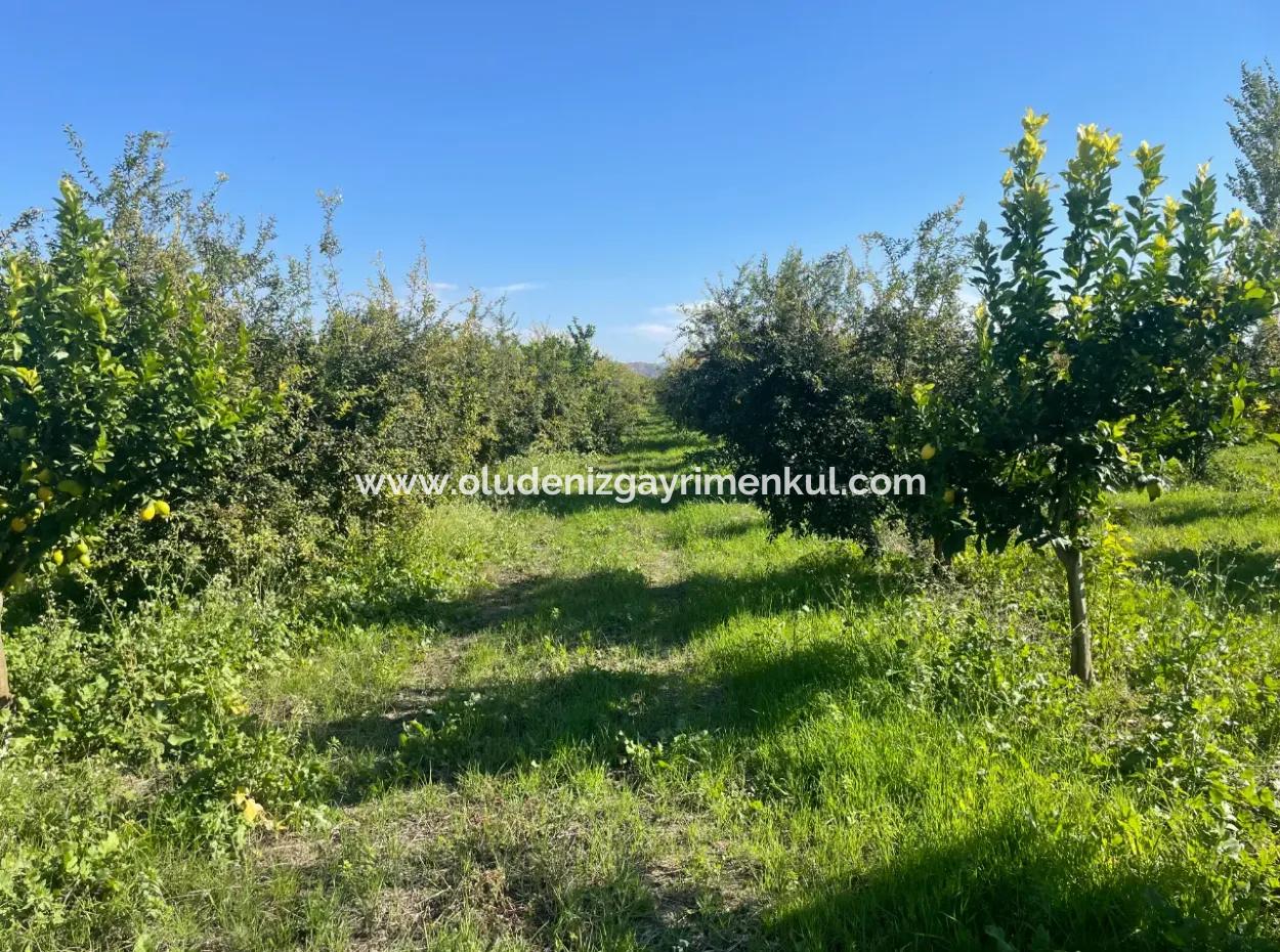 10,000M2 Lemon Garden For Sale In Karadons