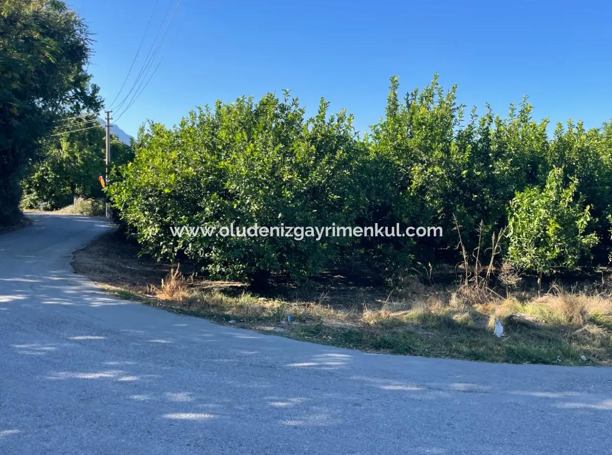 2D Lemon Orchard For Sale In Marmarli, Dalyan