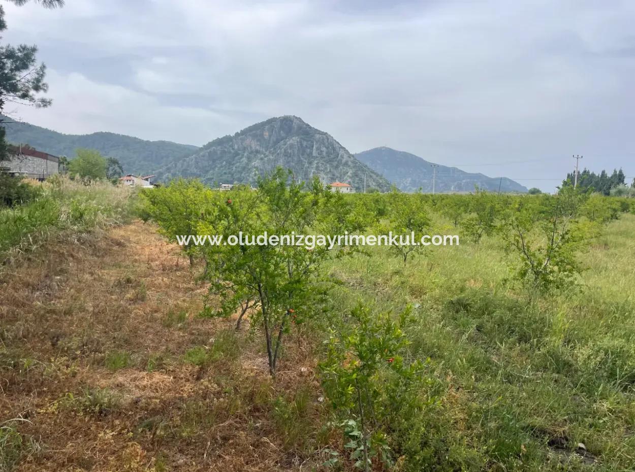 Field For Sale 6500M2 In Dalyan