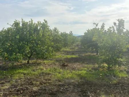 Single Title Deed 5617M2 Lemon Orchard For Sale In Tepearası