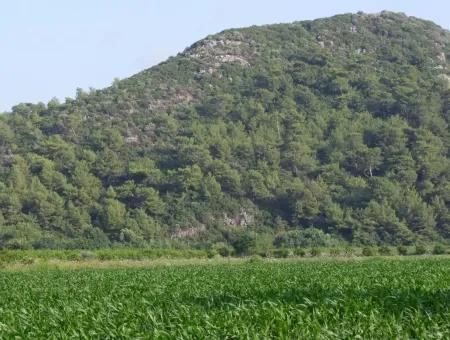 Farm For Sale Near The Centre Of Dalyan,14, 612M2 Farm For Sale