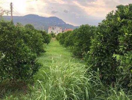 722M2 Plot For Sale In Dalyan Gülpınar For Sale