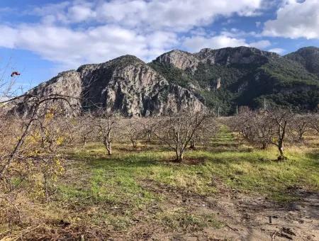 Land For Sale In Dalyan Istuzu Yollu On 24,000M2 Pomegranate Garden For Sale