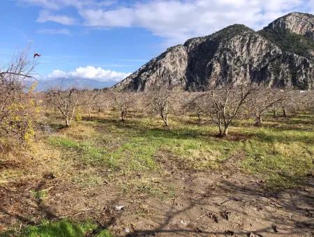 Land For Sale In Dalyan Istuzu Yollu On 24,000M2 Pomegranate Garden For Sale