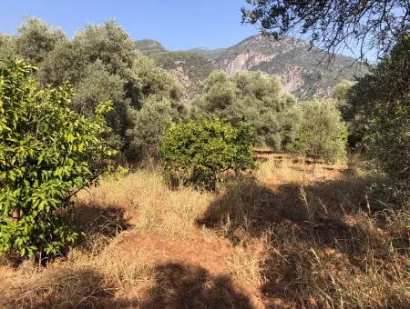 Land Field For Sale In Köyceğinz Yangi 9406M2 Land For Sale