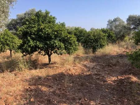 Land Field For Sale In Köyceğinz Yangi 9406M2 Land For Sale