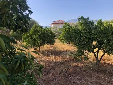 Land Field For Sale In Köyceğinz Yangi 9406M2 Land For Sale