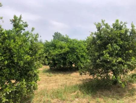 Land For Sale In Sourliyurtda 1085M2