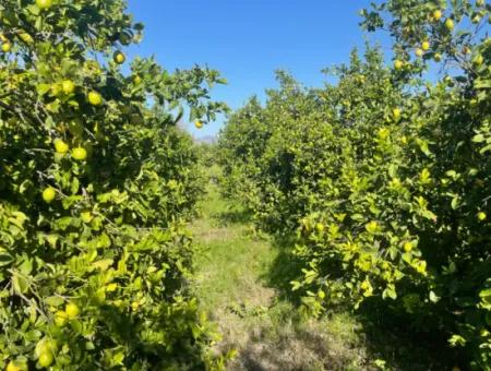 10,000M2 Lemon Garden For Sale In Karadons