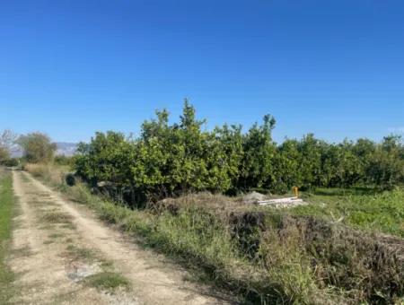 10,000M2 Lemon Garden For Sale In Karadons