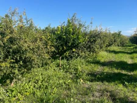 10,000M2 Lemon Garden For Sale In Karadons