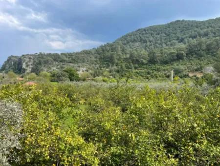 5000M2 Field For Sale At The Beginning Of The Road In Çandır