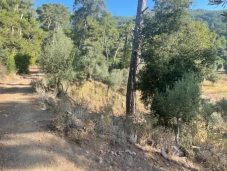 1,320M2 Field For Sale In Çandır Center By The Forest