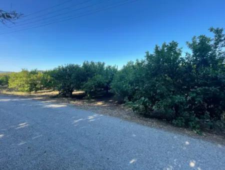 2D Lemon Orchard For Sale In Marmarli, Dalyan