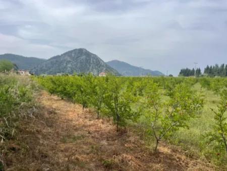 Field For Sale 6500M2 In Dalyan