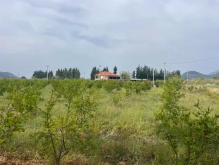 Field For Sale 6500M2 In Dalyan