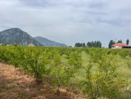 Field For Sale 6500M2 In Dalyan