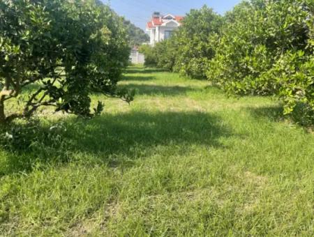 Land For Sale In Gulpinar, Dalyan 722M2