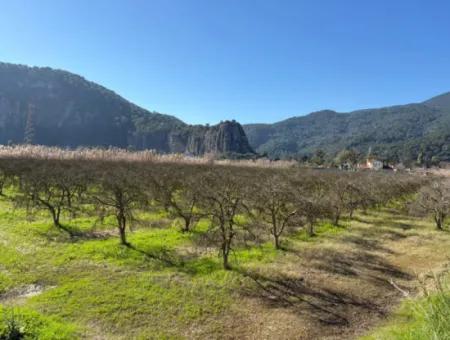 Dalyan'da Bağ Bahçe Olarak 5985M2 %5 İmarlı Satılık Arsa