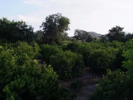 Dalyan Satılık Arsa Dalyan Merkeze Yakın 987M2 Satılık Arsa