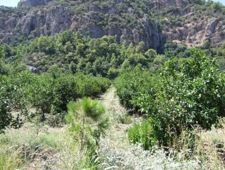 Dalyan'da Kanala Sıfır Satılık Arsa