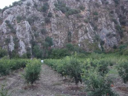 Mergenlide Satılık Nar Bahçe Ortaca Mergenlide Satılık Arsa