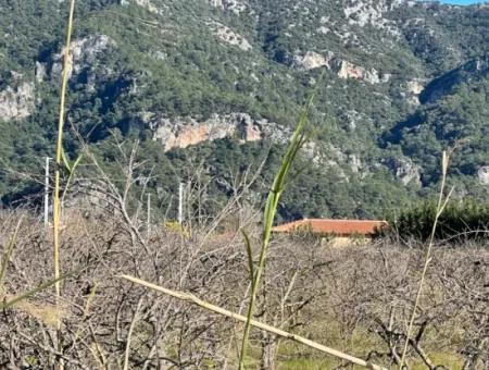 Dalyan İztuzu Yoluna Sıfır 5216M2 Satılık Tarla Arsa