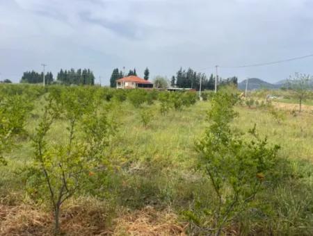 Dalyan'da 6500M2 Satılık Tarla