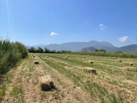 Dalyan'da İztuzu Yoluna Sıfır 6,500M2 Satılık Tarla